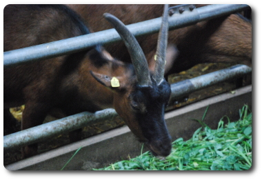 Ziegenhof 2017 03